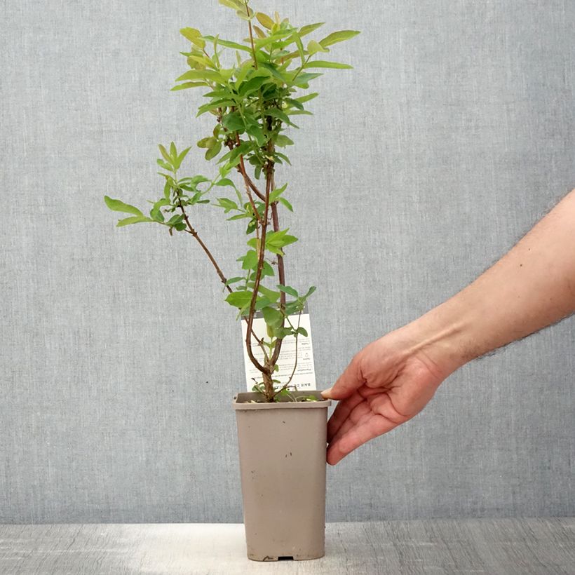 Spécimen de Lonicera caerulea var. kamtschatica Altaj - Baie de mai - Pot de 1,5L/2L tel que livré au printemps