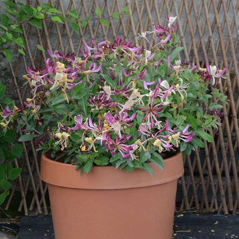 Chèvrefeuille nain - Lonicera periclymenum Chic et Choc (Floraison)