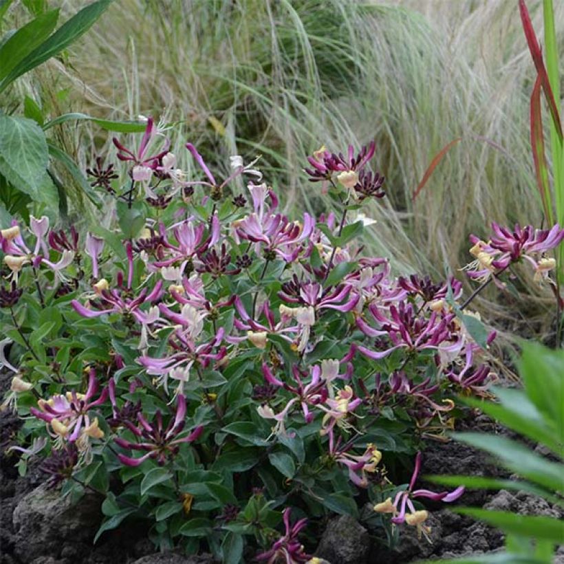 Chèvrefeuille nain - Lonicera periclymenum Chic et Choc (Port)