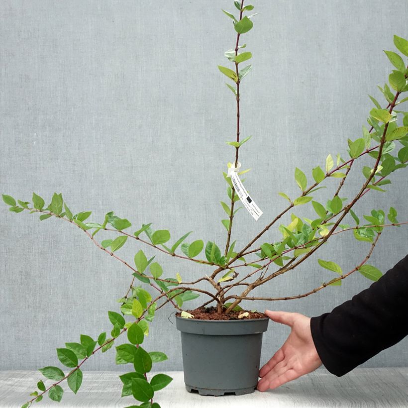 Spécimen de Lonicera fragrantissima - Chèvrefeuille d'hiver Pot de 2L/3L tel que livré en automne
