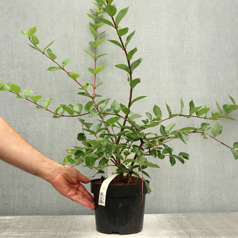 Spécimen de Lonicera fragrantissima - Chèvrefeuille d'hiver Pot de 2L/3L tel que livré en été