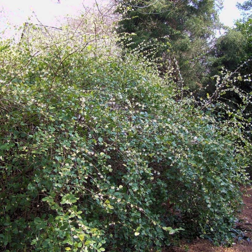 Lonicera fragrantissima - Chèvrefeuille d'hiver (Port)