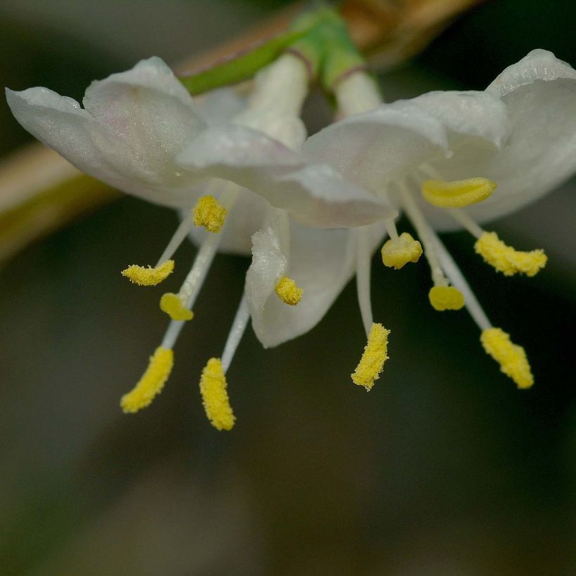 Lonicera fragrantissima - Chèvrefeuille d'hiver (Floraison)