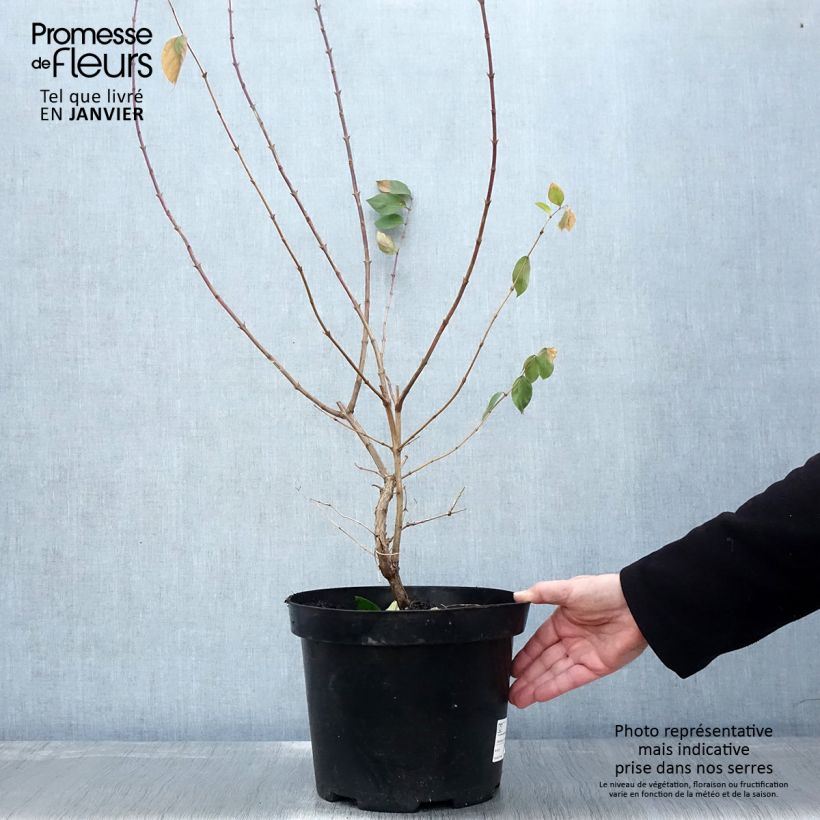 Spécimen de Lonicera fragrantissima - Chèvrefeuille d'hiver Pot de 7,5L/10L tel que livré en hiver