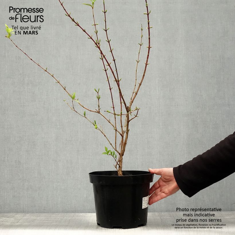 Spécimen de Lonicera fragrantissima - Chèvrefeuille d'hiver en pot de 7.5L/10L tel que livré au printemps