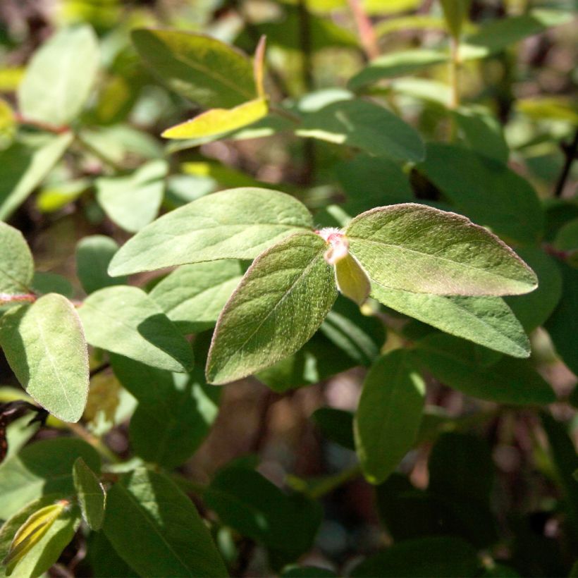 Lonicera caerulea var. kamtschatica Blue Velvet - Baie de mai (Feuillage)