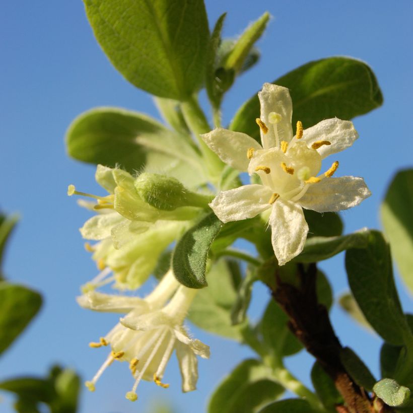 Lonicera caerulea var. kamtschatica Blue Velvet - Baie de mai (Floraison)