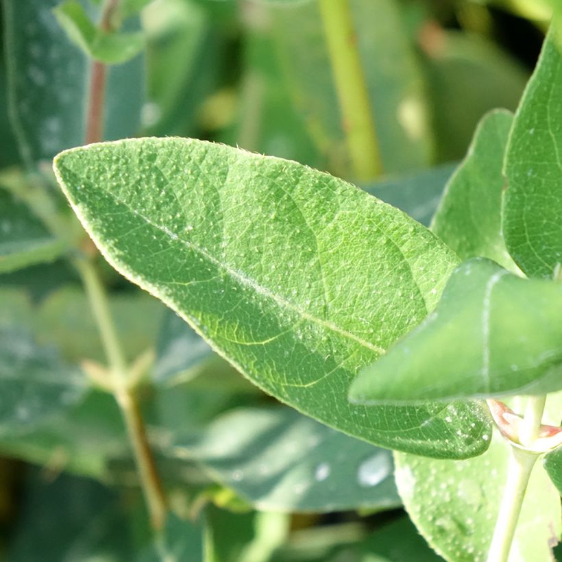 Lonicera kamtschatica Kalinka - Baie de mai (Feuillage)