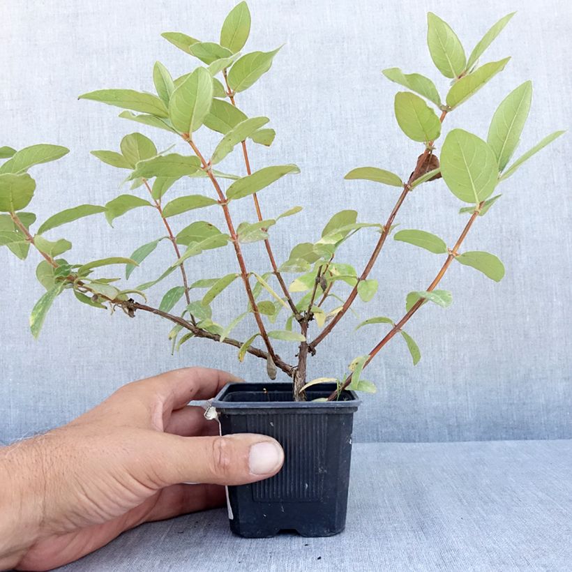 Spécimen de Lonicera kamtschatica Kiev - Baie de mai Godet de 8/9 cm, Buisson tel que livré en été