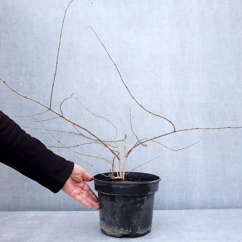 Spécimen de Lonicera maackii - Chèvrefeuille de Maack Pot de 4L/5L tel que livré en hiver