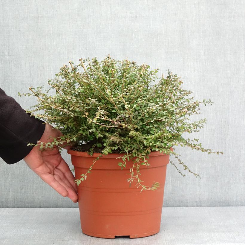 Spécimen de Lonicera nitida - Chèvrefeuille à feuilles de buis  Pot de 3L/4L tel que livré en hiver