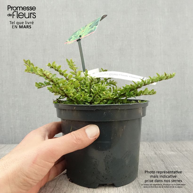 Spécimen de Lonicera nitida Garden Clouds Green Breeze - Chèvrefeuille arbustif Pot de 4L/5L tel que livré au printemps