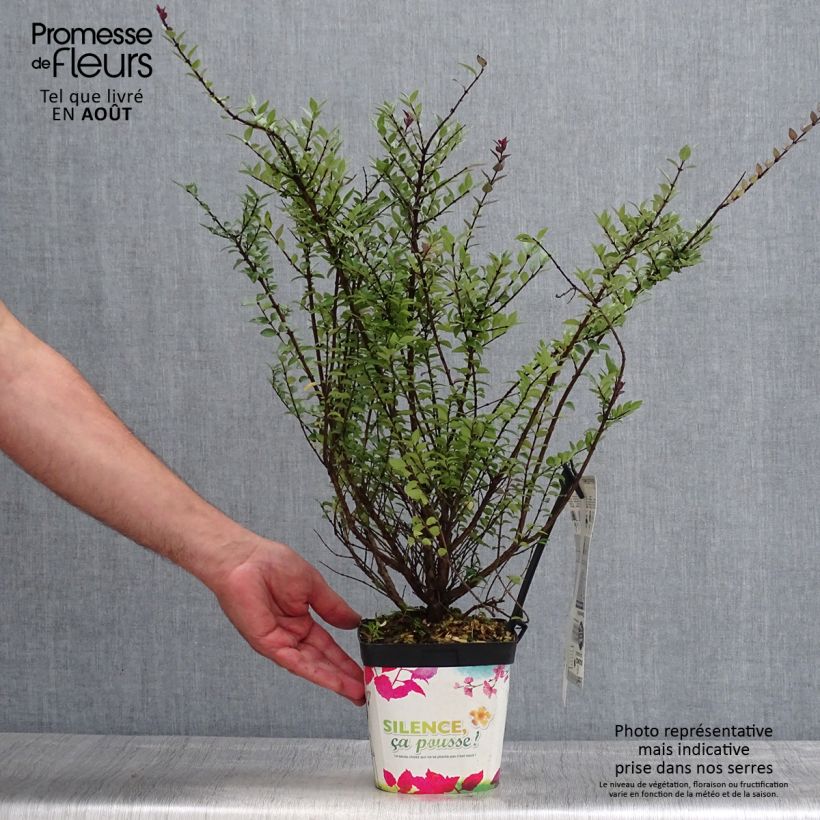 Spécimen de Lonicera nitida Garden Clouds Purple Storm - Chèvrefeuille arbustif Pot de 2L/3L tel que livré en été