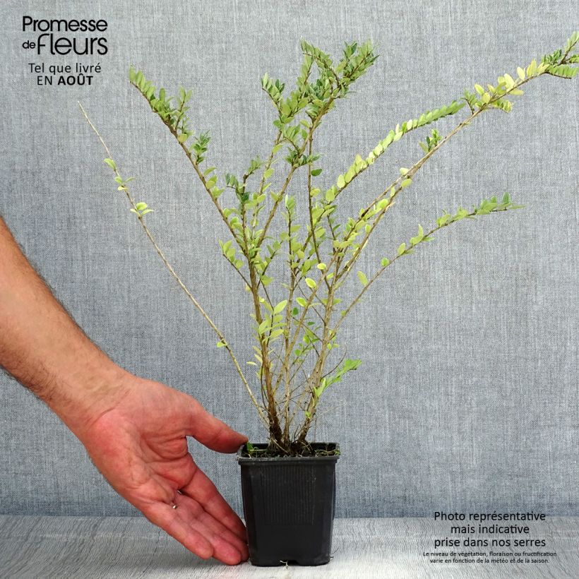 Spécimen de Lonicera nitida Hohenheimer Findling - Chèvrefeuille arbustif Godet de 8/9 cm tel que livré en été