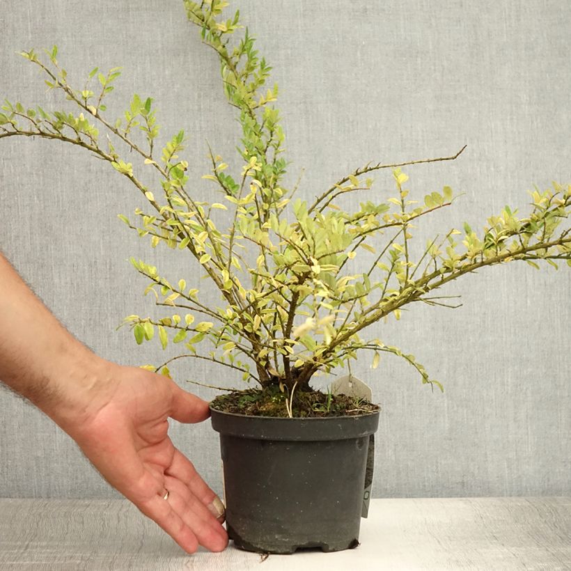 Spécimen de Lonicera nitida Hohenheimer Findling - Chèvrefeuille arbustif Pot de 1L/1,5L tel que livré en été