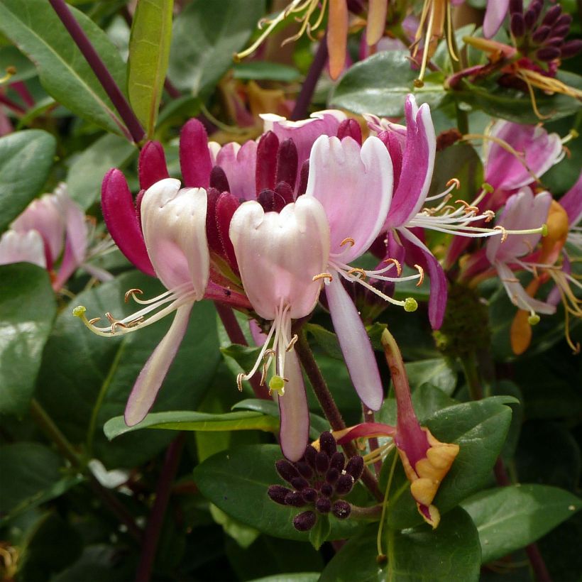 Chèvrefeuille des bois - Lonicera periclymenum Serotina (Floraison)