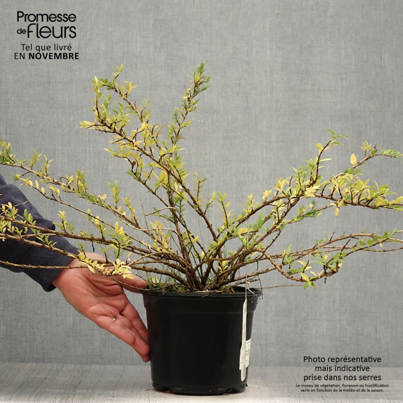 Spécimen de Lonicera pileata - Chèvrefeuille à cupule Pot de 2L/3L tel que livré en automne