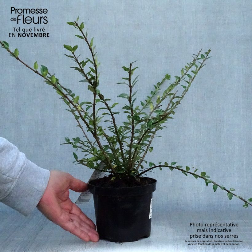 Spécimen de Lonicera pileata Mossgreen - Chèvrefeuilles à cupule Pot de 1L/1,5L tel que livré en automne