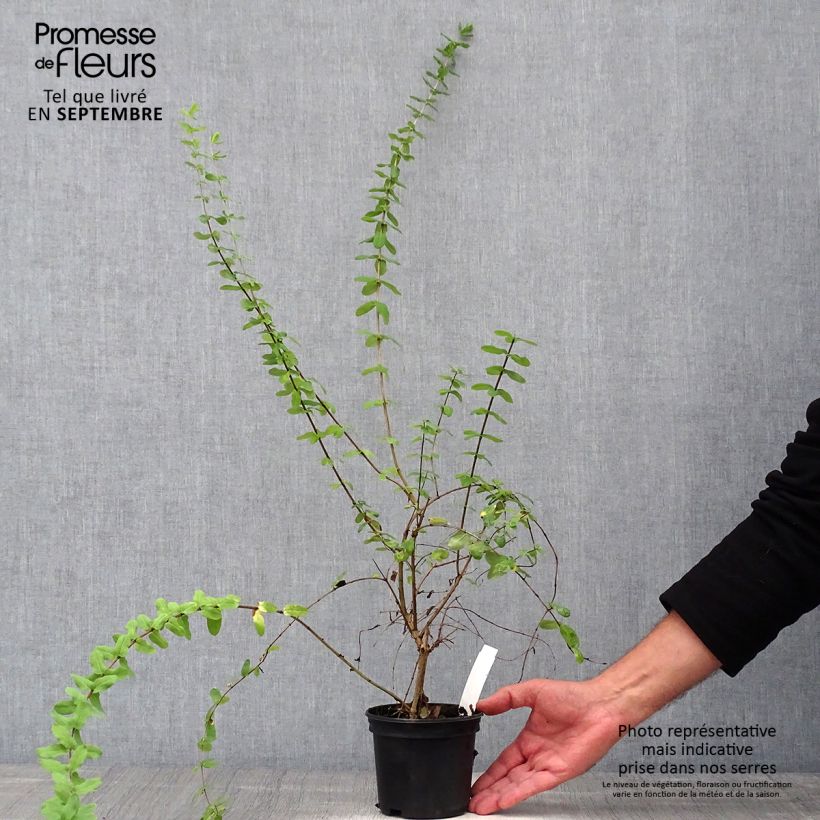 Spécimen de Lonicera syringantha - Chèvrefeuille lilas Pot de 1L/1,5LHauteur livrée env. 25cm tel que livré en automne