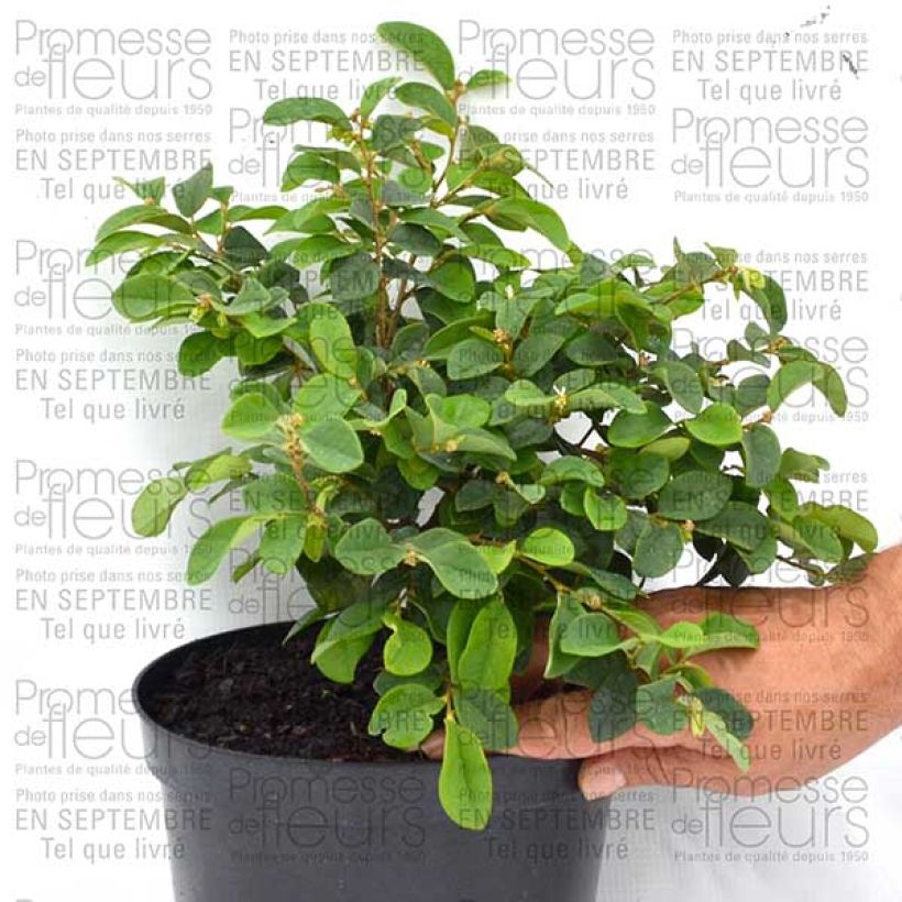 Exemple de spécimen de Loropetalum chinense - Loropétale de Chine Pot de 2L/3L tel que livré