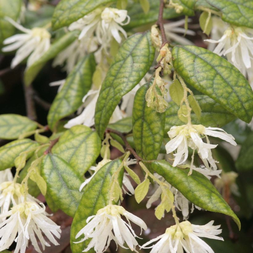 Loropetalum chinense - Loropétale de Chine (Feuillage)