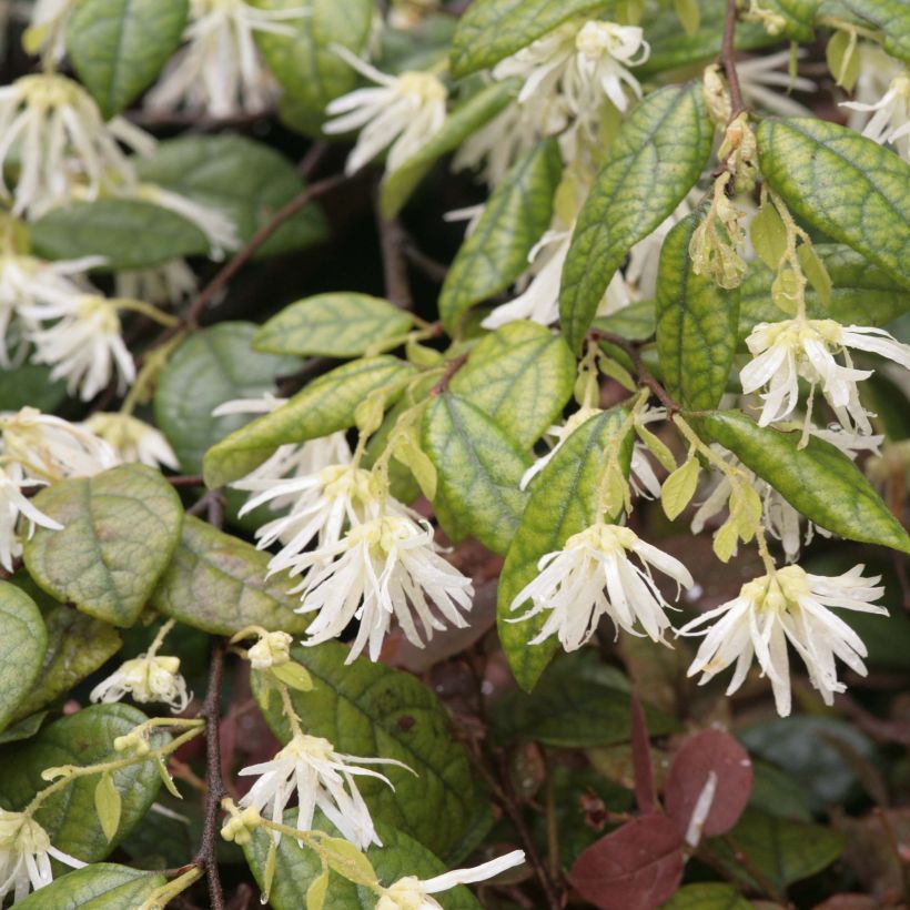 Loropetalum chinense - Loropétale de Chine (Floraison)