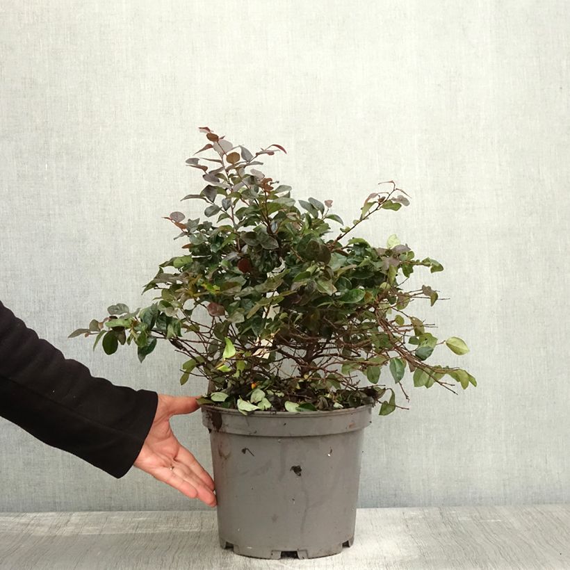 Spécimen de Loropetalum chinense Ever Red Pot de 7,5L/10L tel que livré en automne