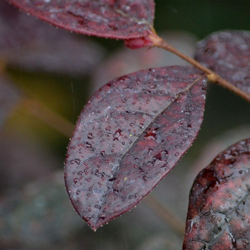 Loropetalum chinense Fire dance (Feuillage)