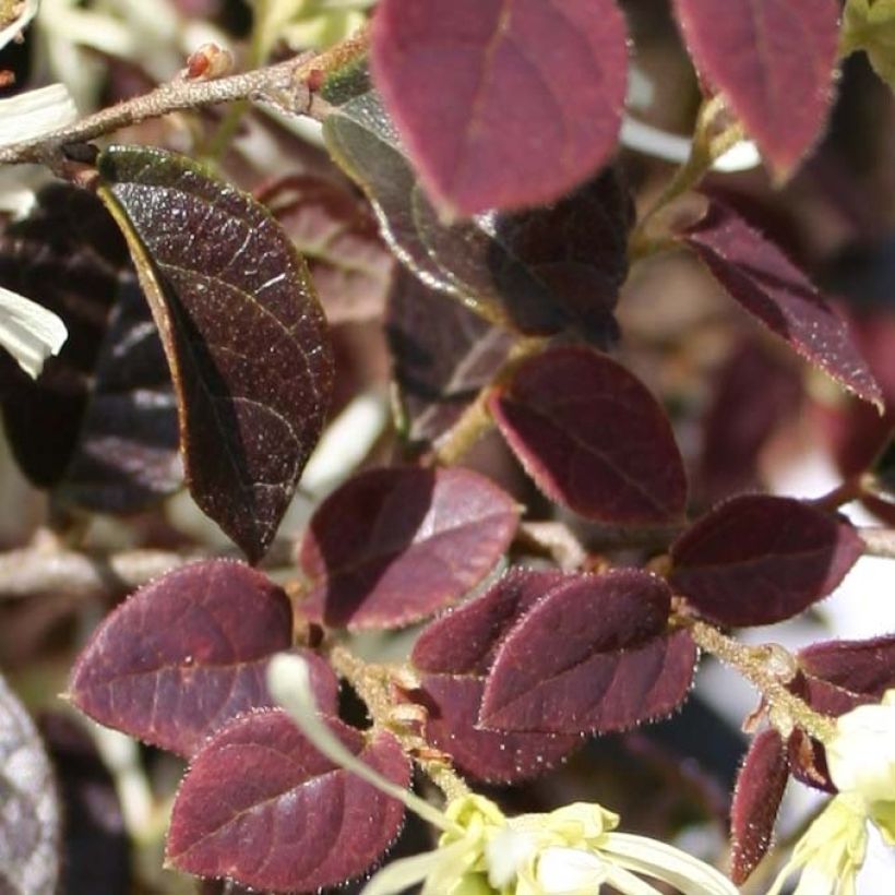 Loropetalum chinense Ruby Snow (Feuillage)