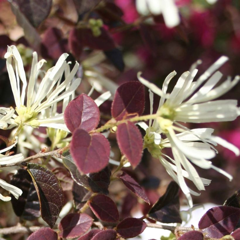 Loropetalum chinense Ruby Snow (Floraison)