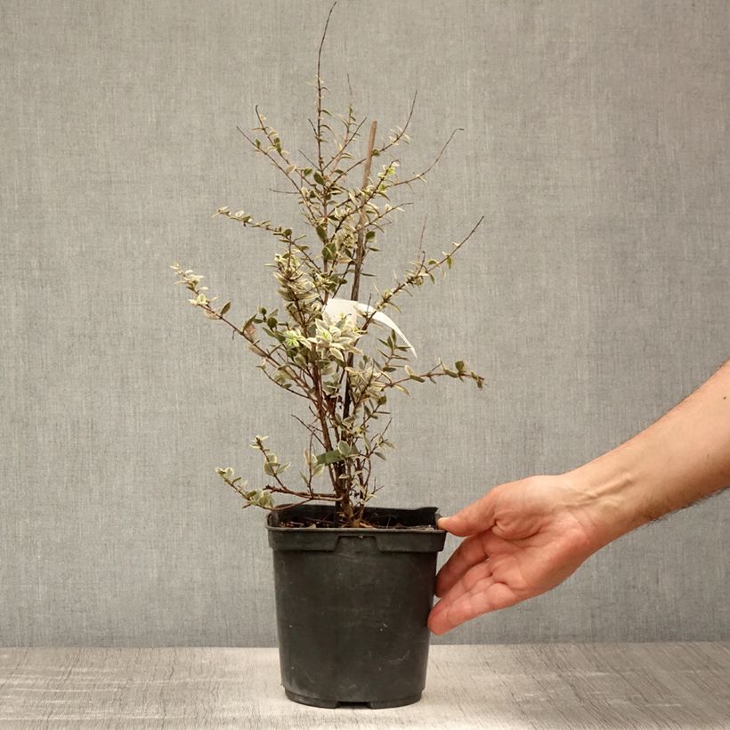 Spécimen de Luma apiculata Glanleam Gold - Myrte du Chili Pot de 3L/4L tel que livré en été