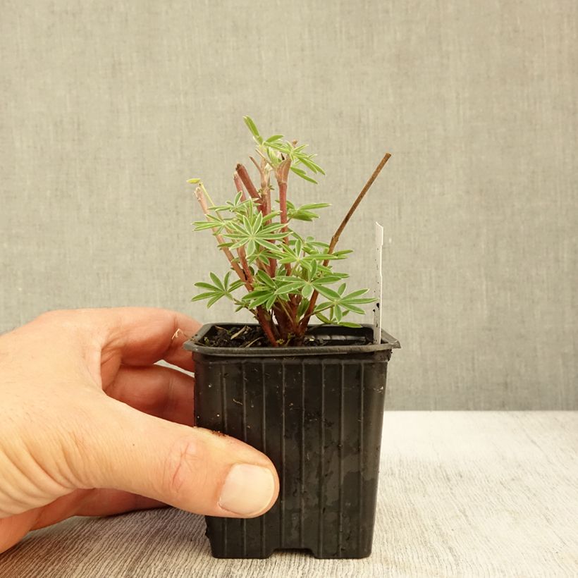 Spécimen de Lupin arboreus Godet de 7/8 cm tel que livré en automne