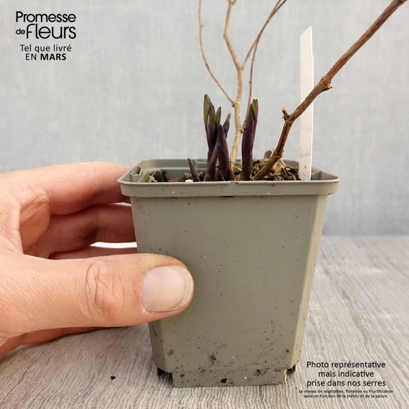 Spécimen de Lupin indigo - Baptisia Purple Smoke - godet de 8/9cm tel que livré au printemps