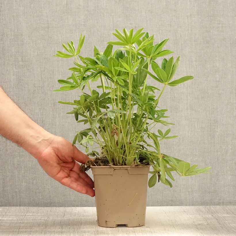 Spécimen de Lupin Le Chandelier jaune - pot de 2L/3L tel que livré au printemps