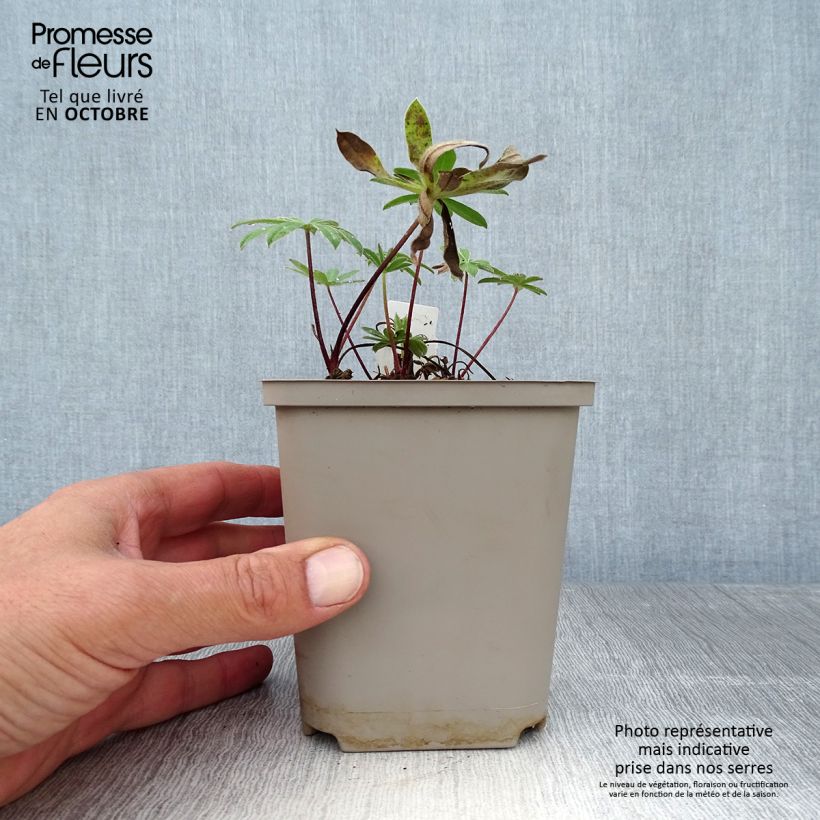 Spécimen de Lupin West Country Red Rum rose-rouge et blanc. Pot de 10 cm/11cm tel que livré en automne
