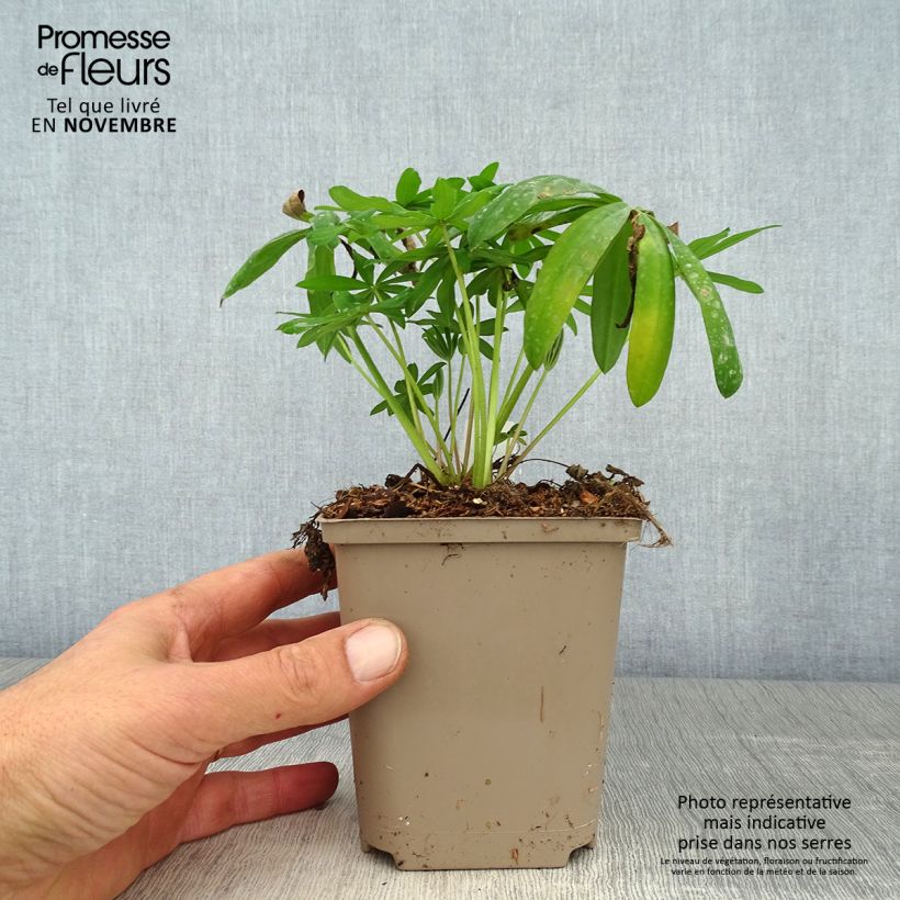 Spécimen de Lupin West Country Terracotta Pot de 10 cm/11cm tel que livré en automne