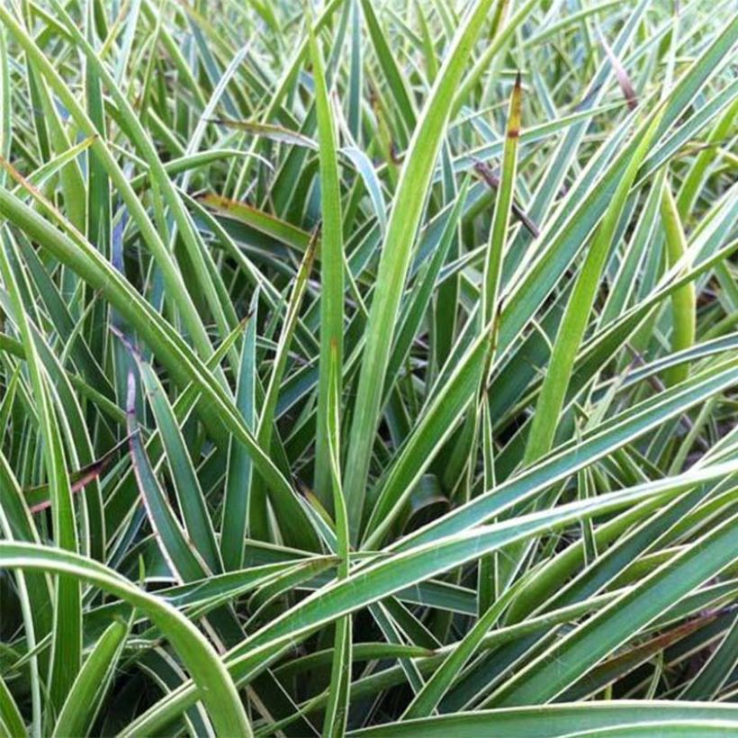 Luzule des bois - Luzula sylvatica Marginata (Floraison)