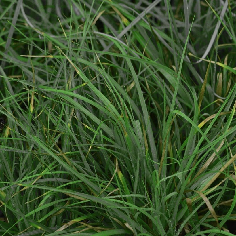 Luzule blanche - Luzula nivea (Feuillage)