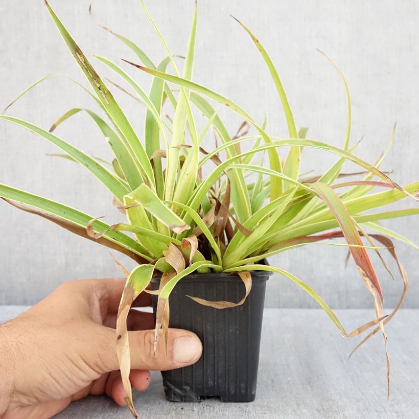 Spécimen de Luzule des bois - Luzula sylvatica Marginata Godet de 8/9 cm tel que livré en été