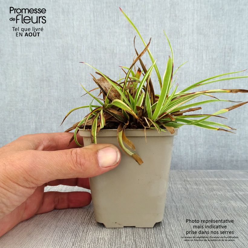 Spécimen de Luzule des bois - Luzula sylvatica Surprise Godet de 8/9 cm tel que livré en été