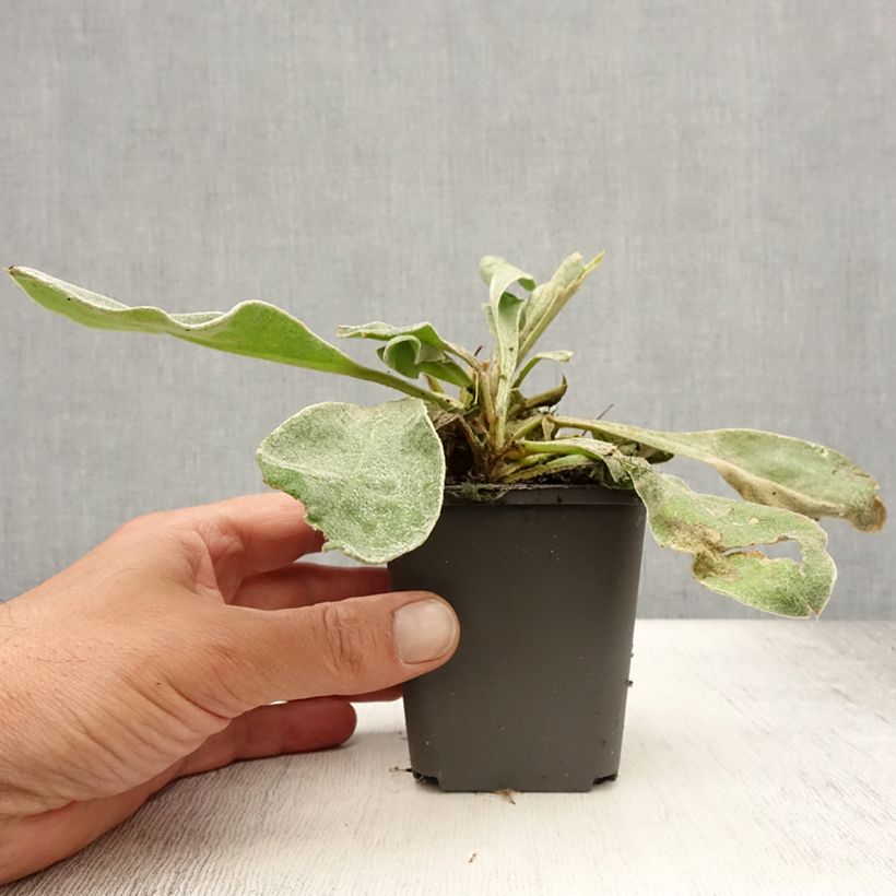 Spécimen de Lychnis coronaria Alba - Coquelourde des jardins blanche Godet de 8/9 cm tel que livré en été
