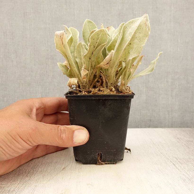 Spécimen de Lychnis coronaria Atrosanguinea - Coquelourde des Jardins Godet de 8/9 cm tel que livré en été