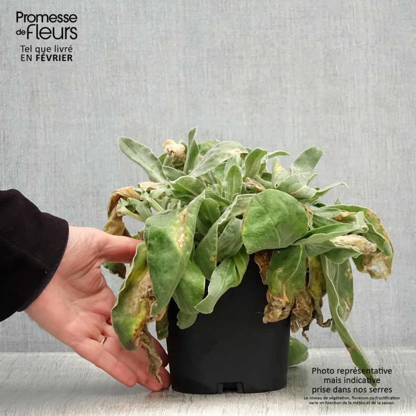 Spécimen de Lychnis coronaria - Coquelourde des Jardins Pot de 2L/3L tel que livré en hiver