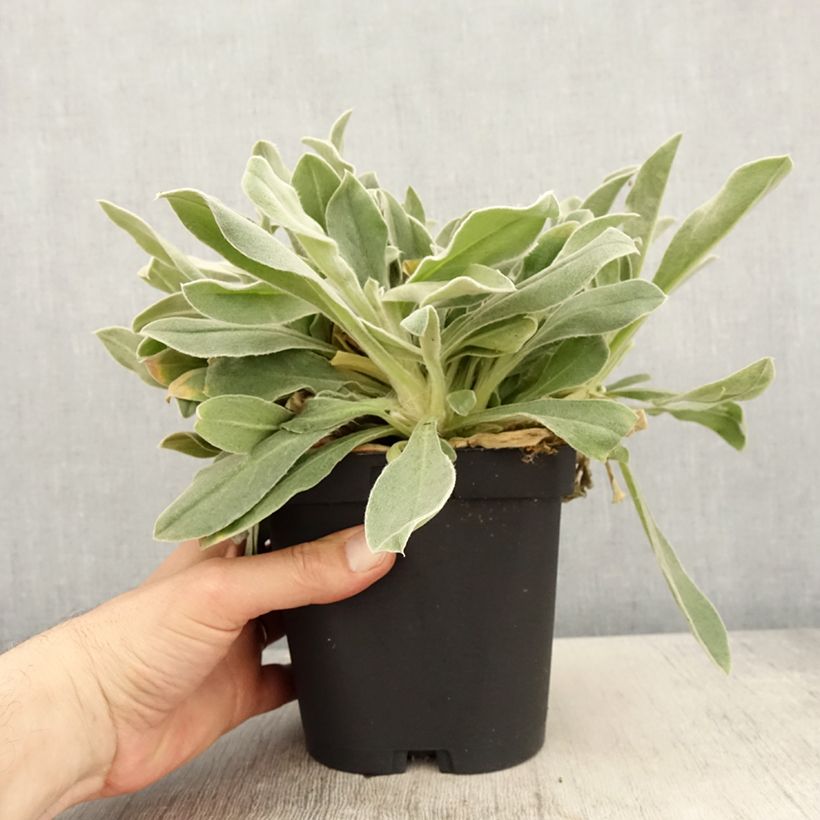 Spécimen de Lychnis coronaria - Coquelourde des Jardins Pot de 2L/3L tel que livré au printemps