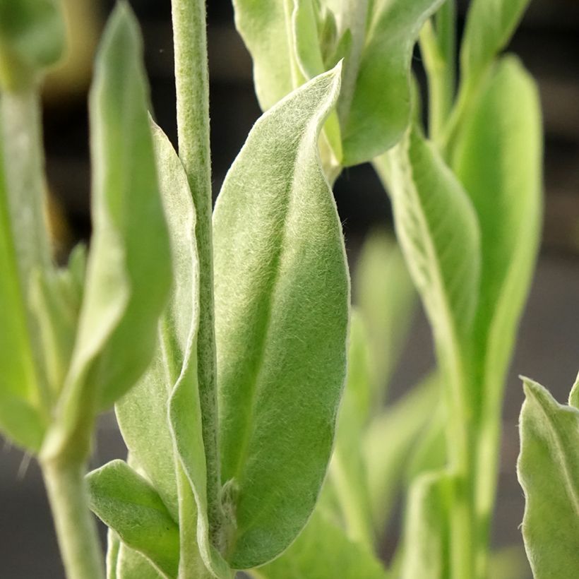 Lychnis coronaria Gardener s World - Coquelourde des jardins double (Feuillage)