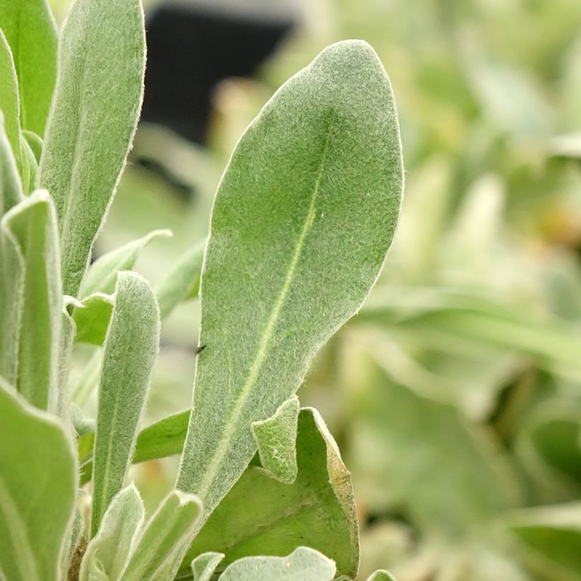 Lychnis coronaria Gardener s World - Coquelourde des jardins double (Feuillage)