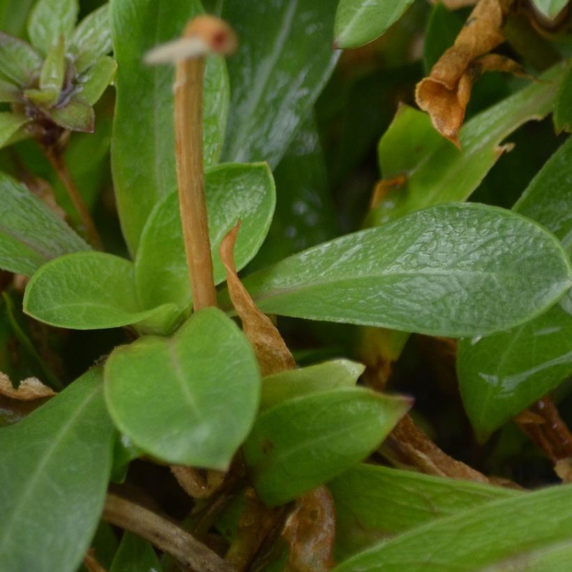 Lychnis flos-cuculi - Oeillet des près (Feuillage)