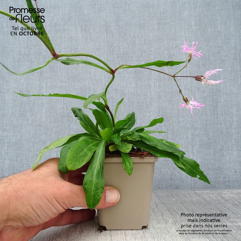 Spécimen de Lychnis flos-cuculi - Oeillet des près Godet de 8/9 cm tel que livré en automne