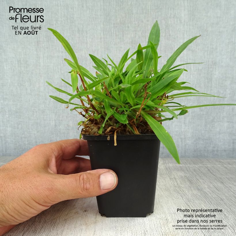 Spécimen de Lychnis flos-cuculi Petit Henri - Oeillet des prés blanc Godet de 8/9 cm tel que livré en été