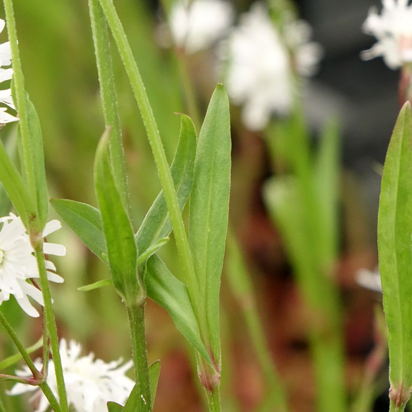 Lychnis flos-cuculi Petit Henri - Oeillet des prés blanc (Feuillage)